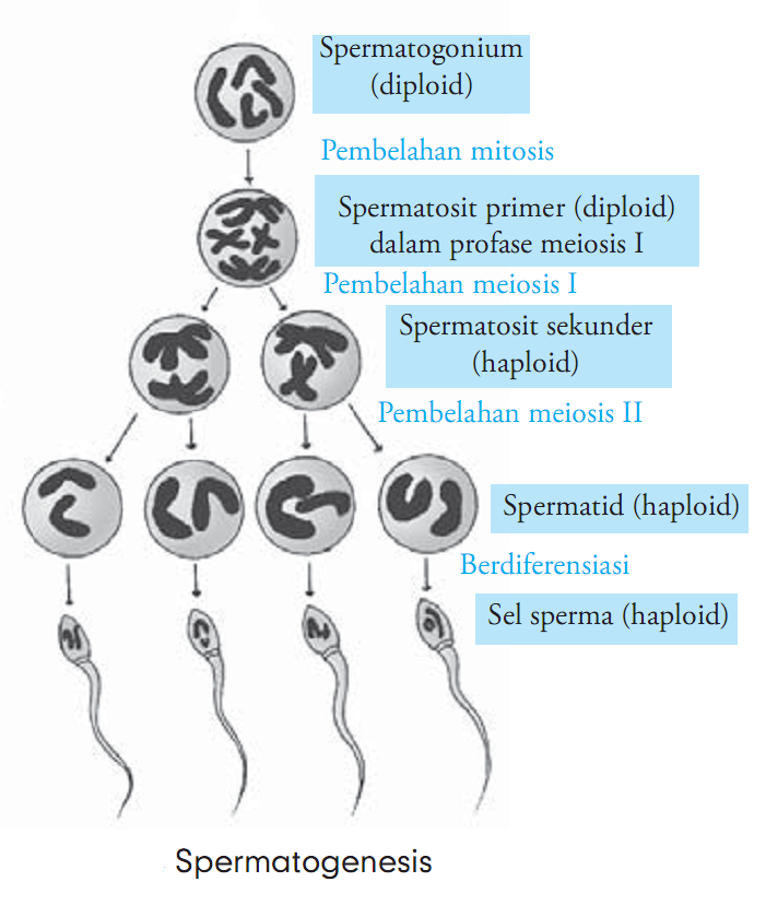Image result for oogenesis dan spermatogenesis